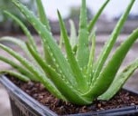 Aloe Vera Leaf